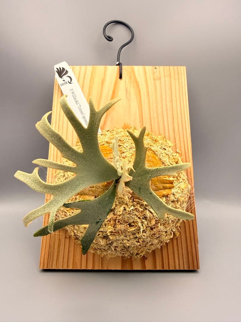 ビカクシダP.willinckii Totoro spore YMDS