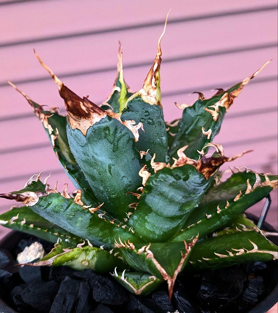 アガベ　チタノタ　「レジェンド」（少し訳あり）