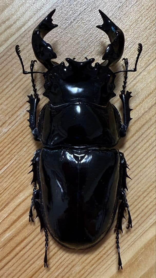 最終値下げ　タランドゥスオオツヤクワガタ　９１mmトリオ