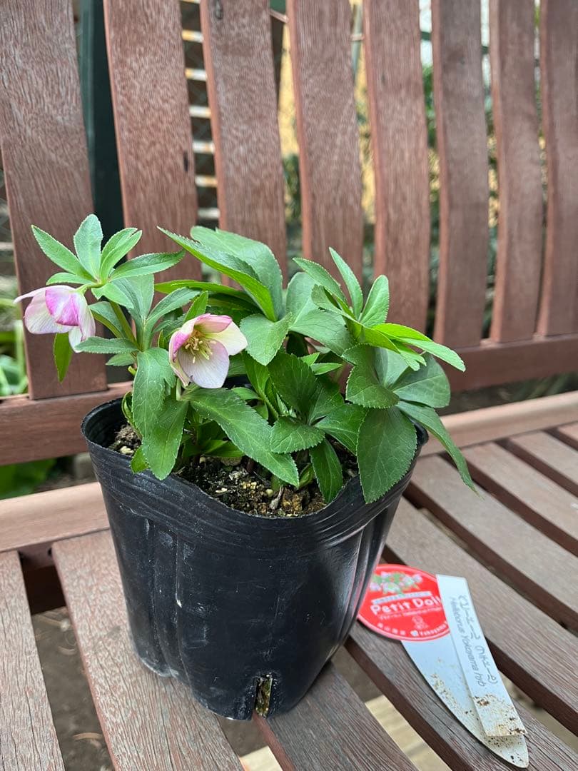 クリスマスローズ　ベビードール　横山園芸