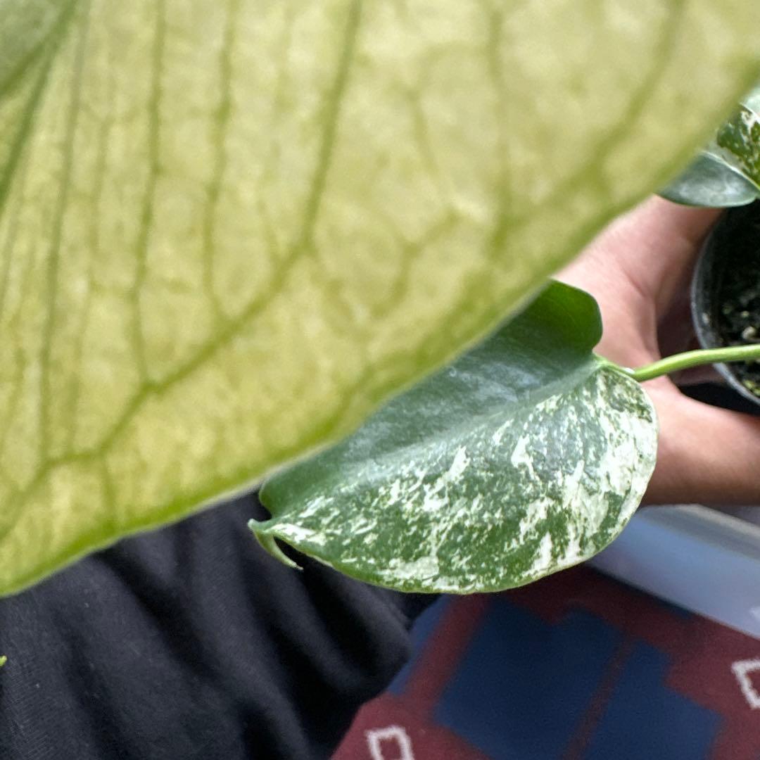 く*ま様 モンステラデリシオーサミント トリカラー 輸入株