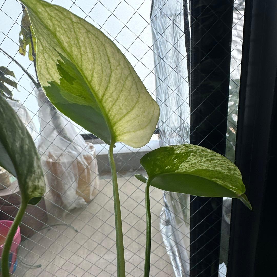 く*ま様 モンステラデリシオーサミント トリカラー 輸入株