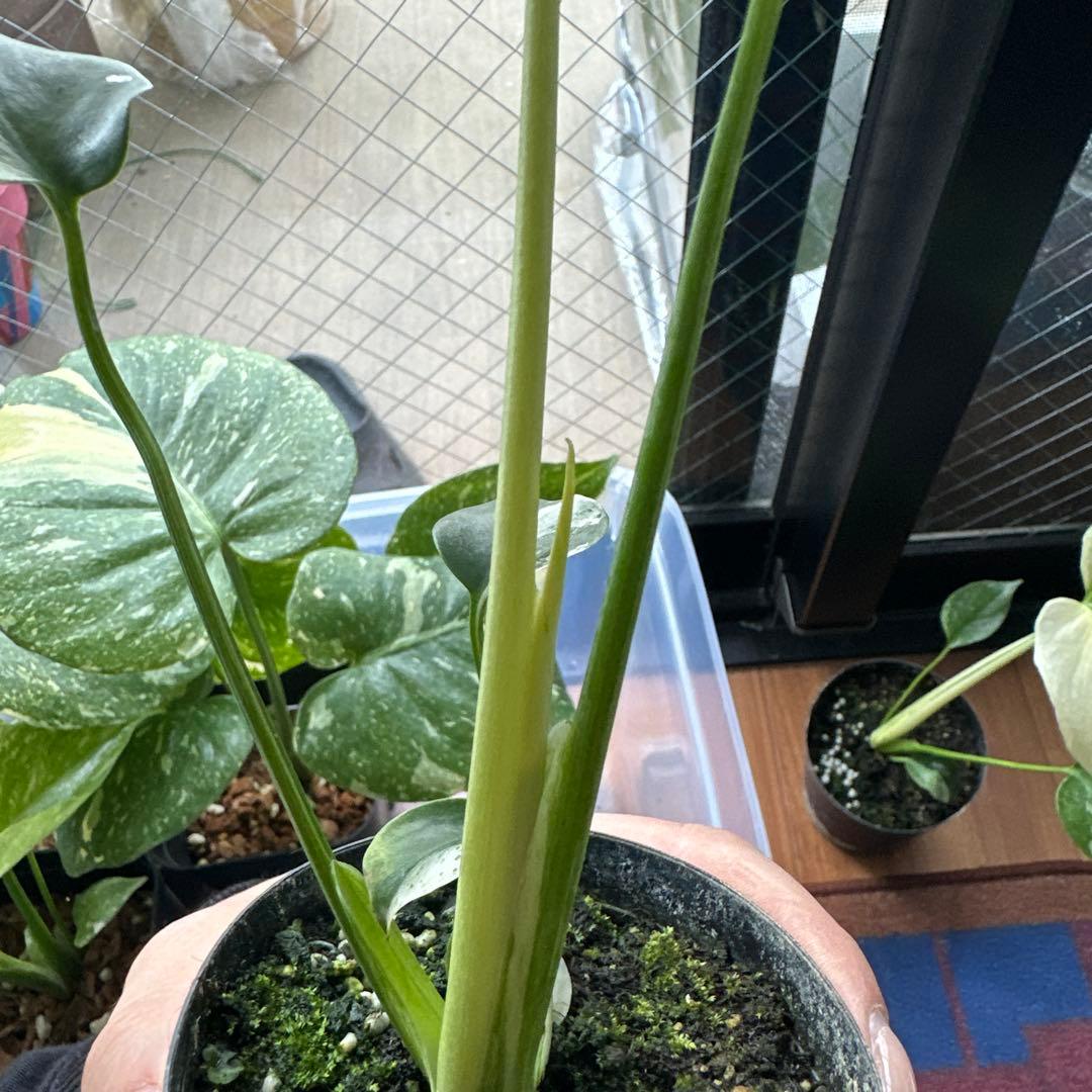 く*ま様 モンステラデリシオーサミント トリカラー 輸入株