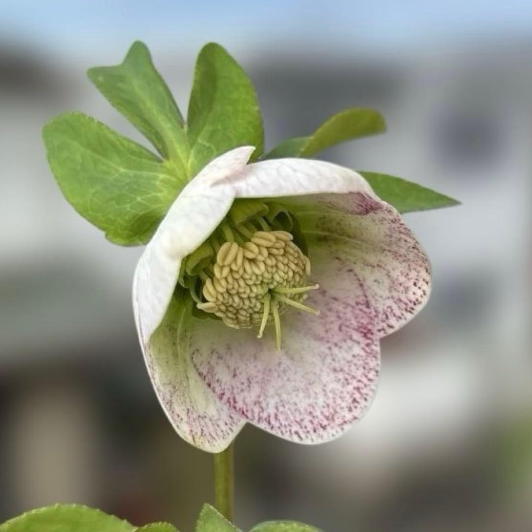 フレックルキス風　大和園　クリスマスローズ　開花株　現品　匿名発送　タグ付き