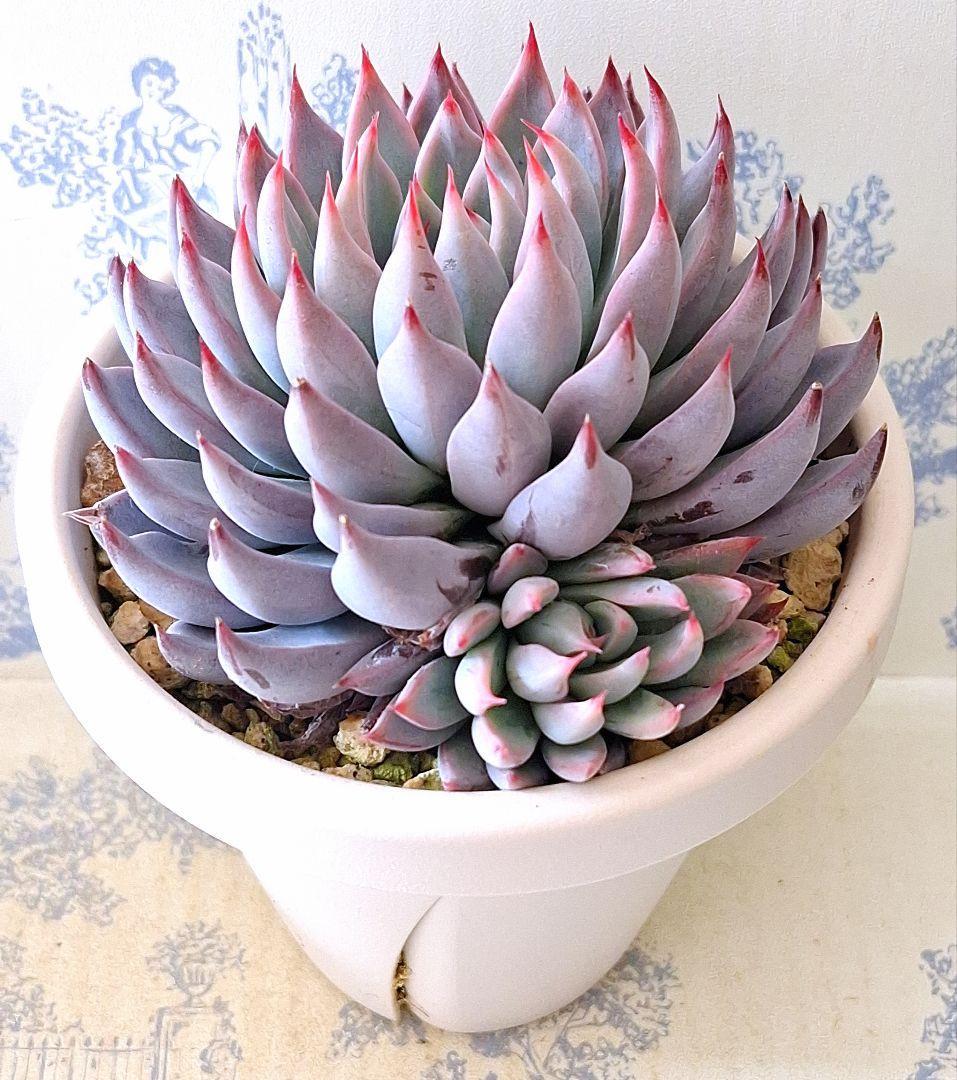 3号鉢 青鬼　札付きポットごとメルカリ便おらいさん苗ミックスベリア