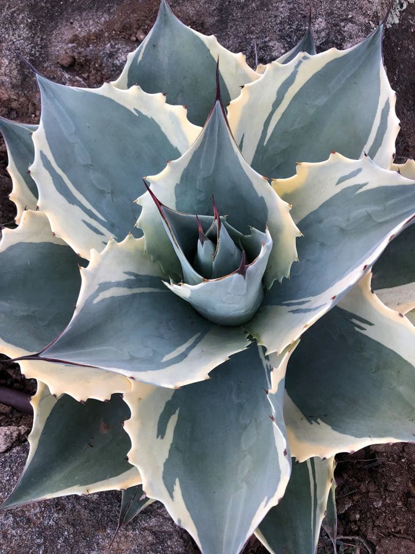 Agave ovatifolia 'Moby' アガベ オバティフォリア　斑 錦