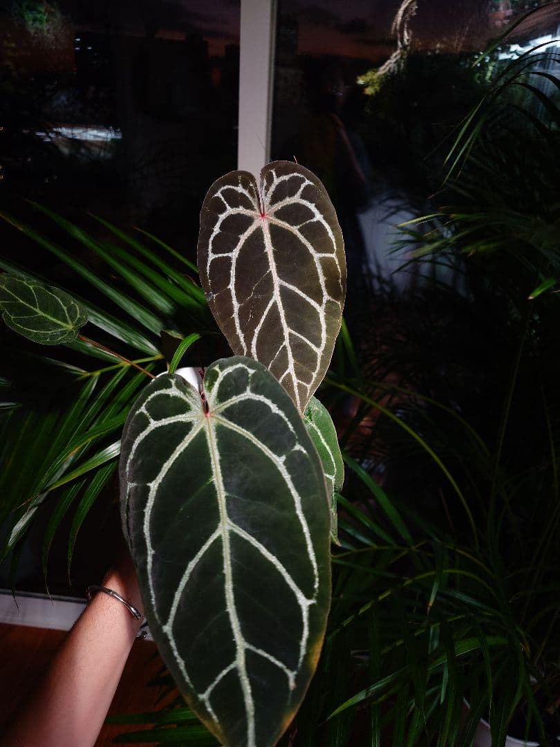 その他観葉植物 A.Red Crystallinum x Carlablackiae