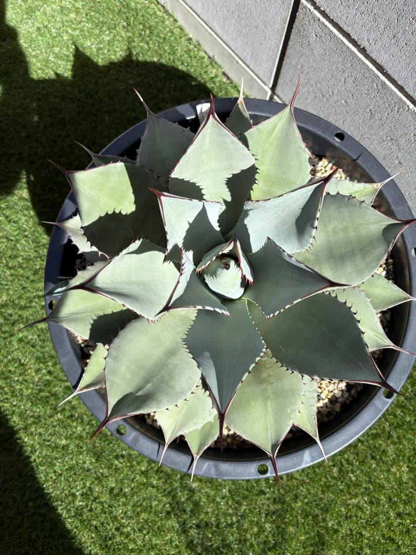 カシマアガベ パリー　トランカータ　実生