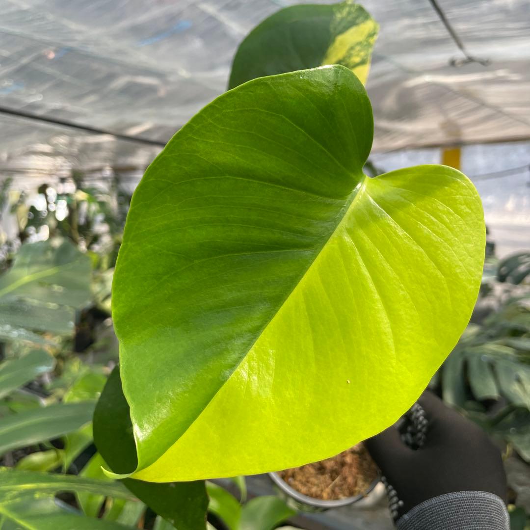 MS18 モンステラ　イエローマリリン　黄斑入り