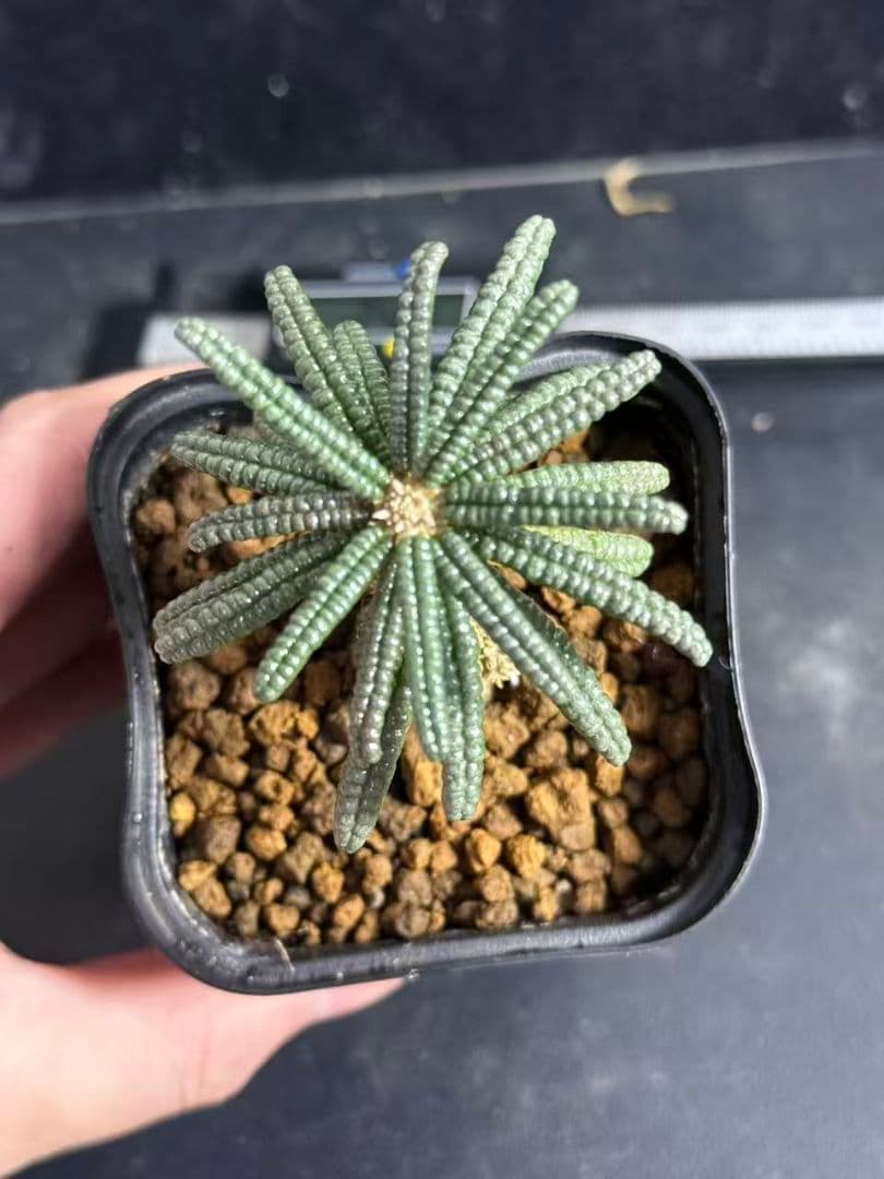 t*e様 ドルステニア・ギガス ブルラタタイプ 実生株｜発根済み 鉢植え発送 Z