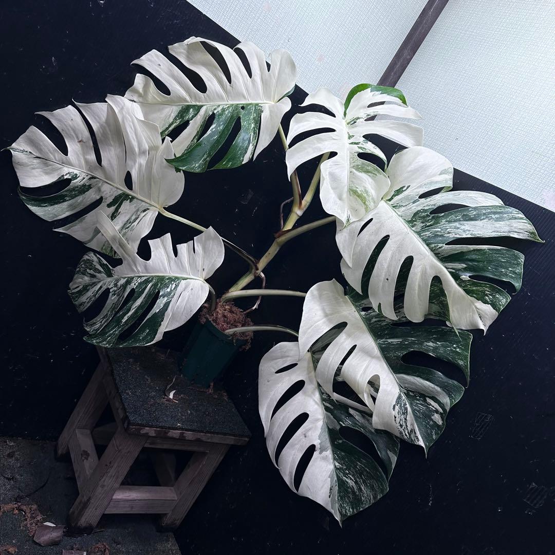 s*9様 斑入りモンステラ ホワイトタイガー極美大株77cm白斑多