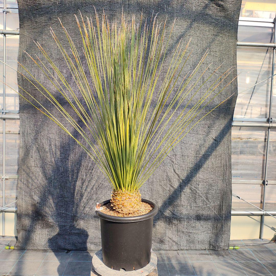 ダシリリオン　ロンギシマム